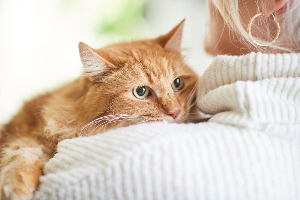 Image showcasing Stress and anxiety in cats: signs and solutions - Beaphar
